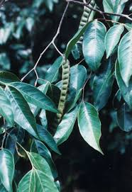 Image result for Garcinia punctata