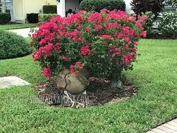 Bougainvilleas are grown primarily for their amazing and brilliantly colored carpals. How To Grow Bougainvillea In A Pot So You Can Enjoy All Its Beauty Privacy While Minimizing Its Size Spread With Pictures Sundaze Saltair