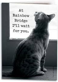 Old father quotes › somewhere over the rainbow bridge. It S Not A Picture Of Him But Rest In Peace My Beloved Konrad Socke 07 07 2016 Cats Pet Grief Crazy Cats