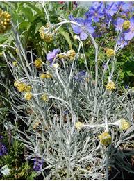Image result for Helichrysum argyranthum