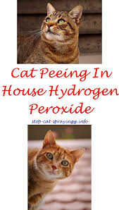 Cat Spray Ideas Male Cat Spraying Cat Spray Cat Urine