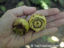 Image result for Bellucia pentamera