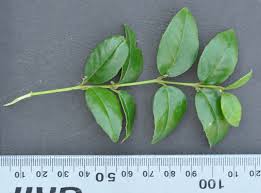 Image result for Cassinopsis ilicifolia