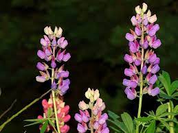 Amazing Meaning And Symbolism Of Lupine Flowers You Should Know Florgeous