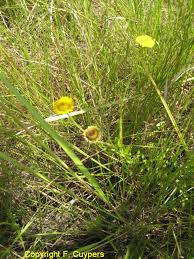 Image result for Anisopappus chinensis