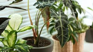 Red hill is one of the most attractive and interesting fragments of ancient 'sheep walk' downland which once covered much of the chalk wolds. These Will Be The Hottest Houseplants Of 2021 Platt Hill Nursery
