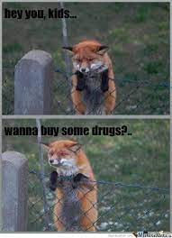 Naughty Fox Funny Memes Memesdaily Fox Cute Meme Fox Memes Funny Animal Memes Animal Memes