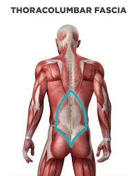 Another key structure in low back pain is the hamstring muscles, the large muscles in the back of the thighs. How To Remedy Thoracolumbar Fascia Back Spine Pain