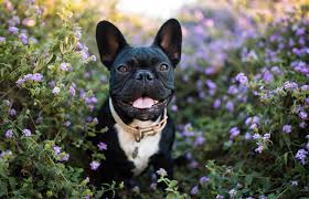 The bulldogs rely on the generosity of our supporters. Adopt A French Bulldog Lovetoknow