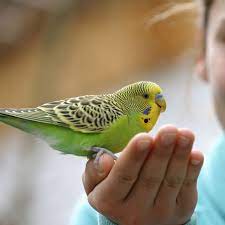 10 Best Pet Birds Best Birds For Family Pets