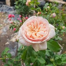 Penjagaan pokok bunga ros mp3 duration 5:34 size 12.74 mb / ecah bunga 16. Kak Long Penggemar Bunga English Rose Anda Patut Tengok Ni Eztakaful