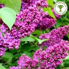 Tree with purple flowers uk. Syringa Vulgaris Charles Joly Buy Purple Lilac Trees Bushes