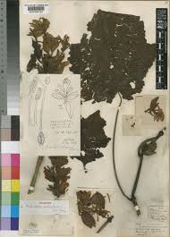 Image result for Mimulopsis arborescens