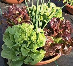 Salad Bowl Planter Workshops Canterbury Creek Gardens Small Vegetable Gardens Vegetable Planters Container Gardening Vegetables