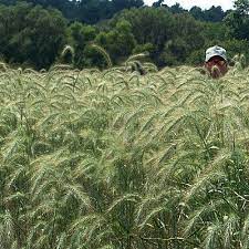 Canada Wild Rye Grass Seeds Rye Grass Grass Seed Grasses Landscaping