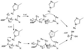 In plants, the magnesium complex chlorophyll is the prime agent in photosynthesis. Molecules Free Full Text Mapping Free Energy Pathways For Atp Hydrolysis In The E Coli Abc Transporter Hlyb By The String Method Html
