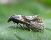 Image result for Cochylidia implicitana