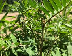 Image result for Indigofera kaessneri