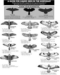 Hawk Identification Produced For The North East Hawk Watch