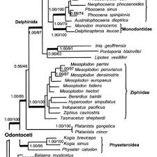 Image result for Hubbardochloa gracilis