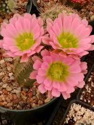 Get directions explore nearby sierra vista growers recommended for you view all. Coccineus Hybrid Sierra Vista Growers