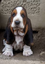 Maybe you would like to learn more about one of these? Francesca Orejas Largas Almost 7 Weeks Orejaslargas Com Basset Puppies Hound Puppies Basset Hound Dog