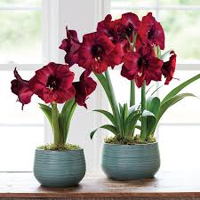 Comfort Joy Amaryllis Amaryllis Holiday Centerpieces Flower Arrangements