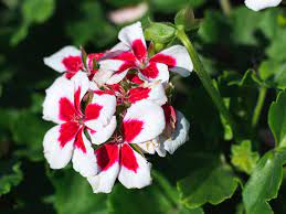 This basically means removing the past blooms, but instead of just removing. Annual Geraniums Plant Care Growing Guide
