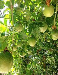 5 fruit trees that are too easy to grow in the home garden. Pin On Garden