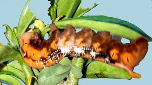 Maybe you would like to learn more about one of these? Adenium Care In Monsoon Caterpillars May Defoliate Your Desert Rose Youtube