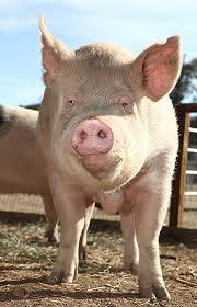 Farm Sanctuary Animal Acres With Images Farm Sanctuary Animals Farm Animals