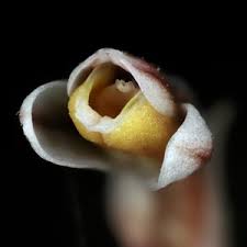 Image result for Disperis virginalis