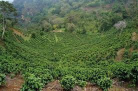Costa Rica Olman Urena Red Honey Microlot Vournas Coffee Trading