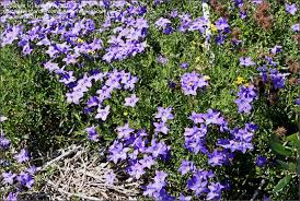 It often grows in rocky sites and also in alpine herbfields and grasslands. Plantfiles Pictures Wahlenbergia Species Royal Bluebell Wahlenbergia Gloriosa By Kennedyh