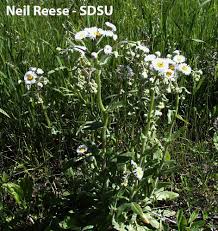 Image result for Eriosema pumilum