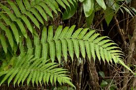 Image result for Christella burundensis