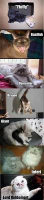 Cat Hp Lovers Harry Potter Funny Harry Potter Jokes Harry Potter Puns