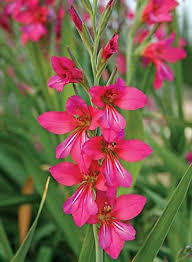 Image result for Gladiolus zambesiacus