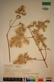 Image result for Sericostachys