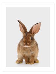 Image result for bunny