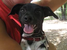 Black And White Rat Terrier Mix My Sweet Dog Noah Dachshund And Rat Terrier Mix Rat Terriers Rat Terrier Mix Sweet Dogs
