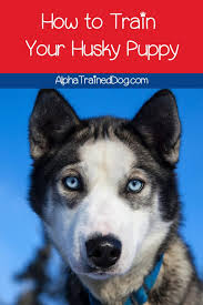 Over 50,000 dogs have been successfully potty trained with our indoor dog potty house, called the potty training puppy apartment®. 8 Amazing Tips On Training A Husky Puppy Alpha Trained Dog