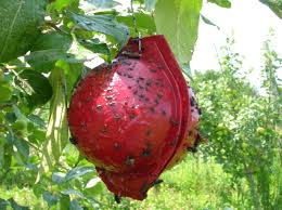 Check spelling or type a new query. Insect Pests Cooperative Extension Tree Fruits University Of Maine Cooperative Extension