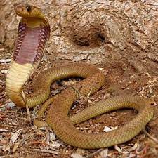Naja Nivea Cape Cobra Yellow Cobra Cute Snake Viper Snake Snake In The Grass