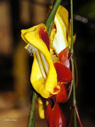 Image result for Thunbergia mysorensis