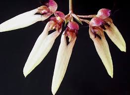 Image result for Bulbophyllum longiflorum