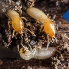 We are experts in new smyrna beach wildlife control. Pest Control Learn More About Our Services Dave S Pest Control
