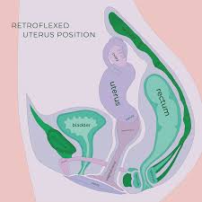 Image result for cervix position