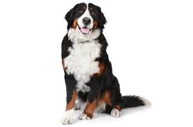 It is a cross between bernese mountain dog and the great pyrenees. Bernese Mountain Dog Puppies For Sale In Alabama Adoptapet Com