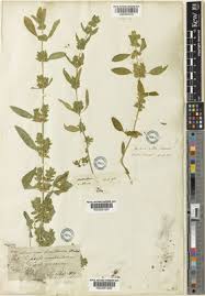 Image result for Meiosperma